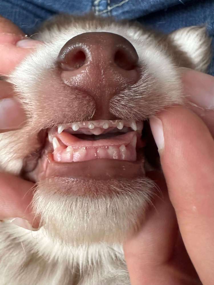 Puppy Teeth! (4 Weeks Old)